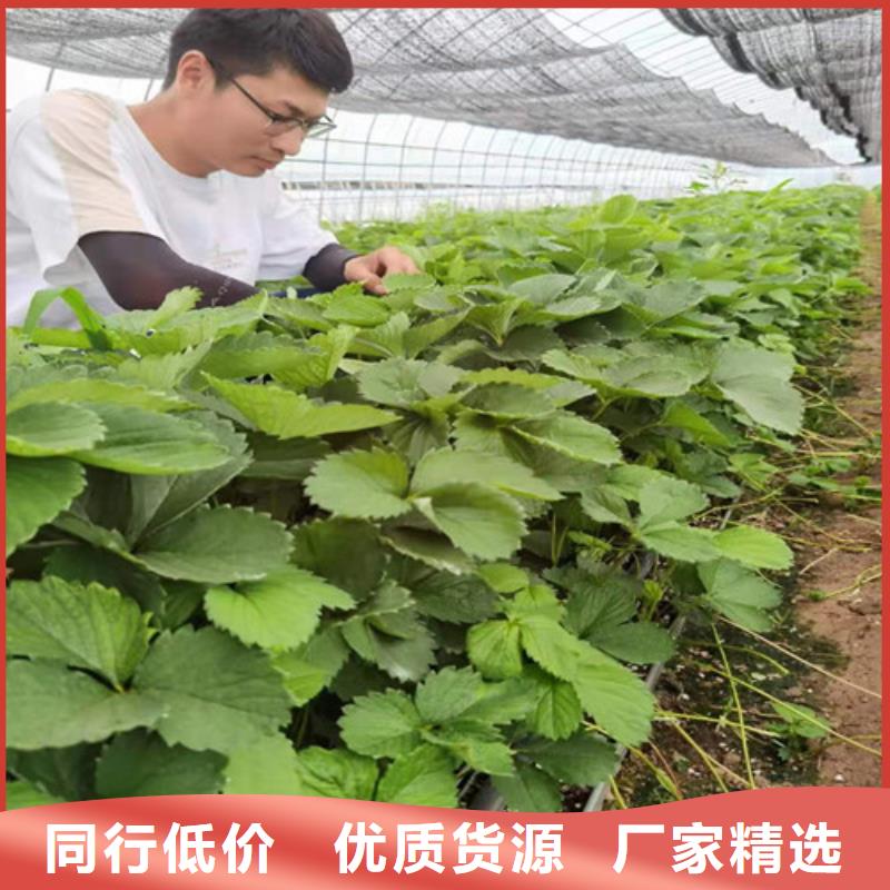 【草莓苗】大棚草莓苗支持大小批量采购免费寄样