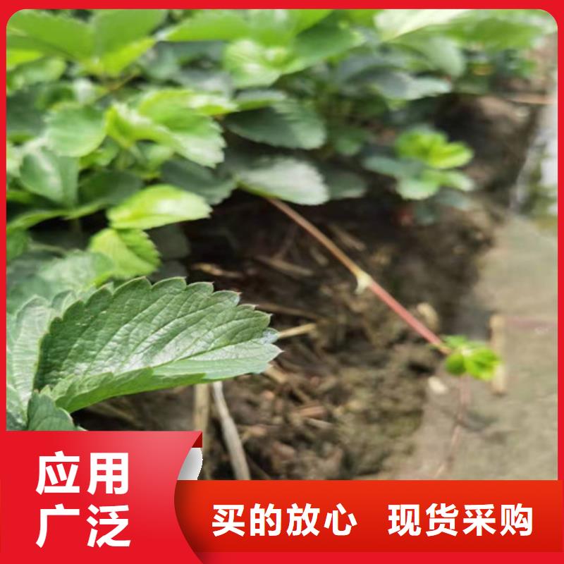 【草莓苗】蓝莓苗厂家货源稳定根据要求定制