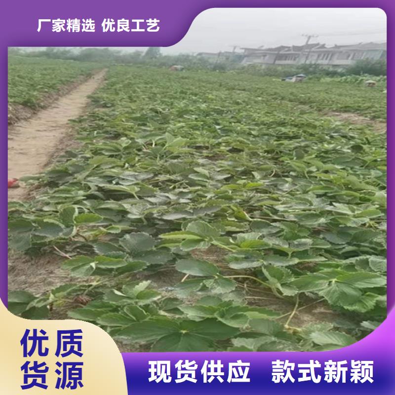 草莓苗_苹果苗质量无忧物美价优