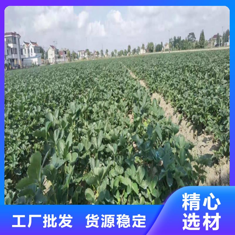 【草莓苗】桃树苗品牌大厂家当地公司