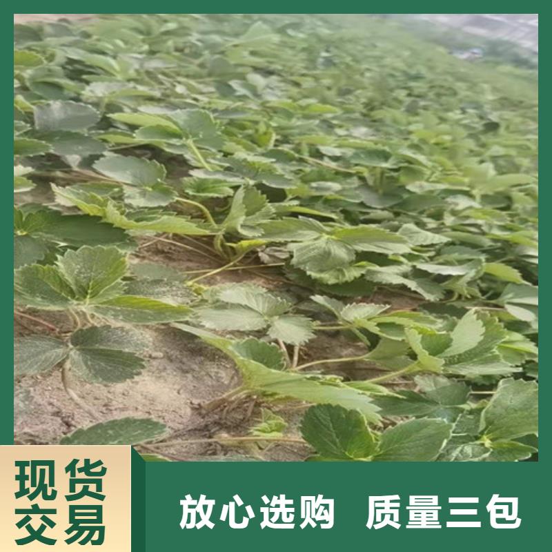 【草莓苗板栗树好厂家有担当】自产自销