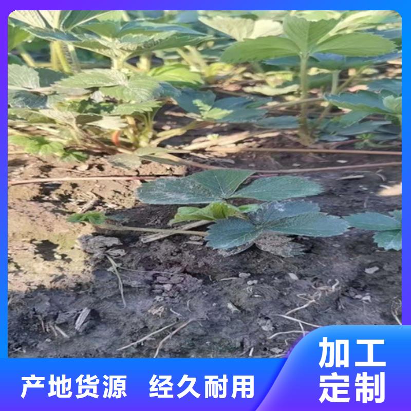 草莓苗板栗苗实体诚信经营优选厂家