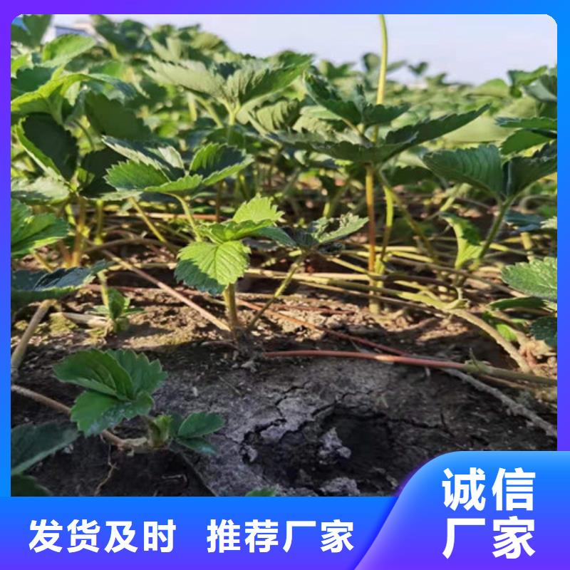 【草莓苗】樱桃树苗专注细节使用放心同城供应商