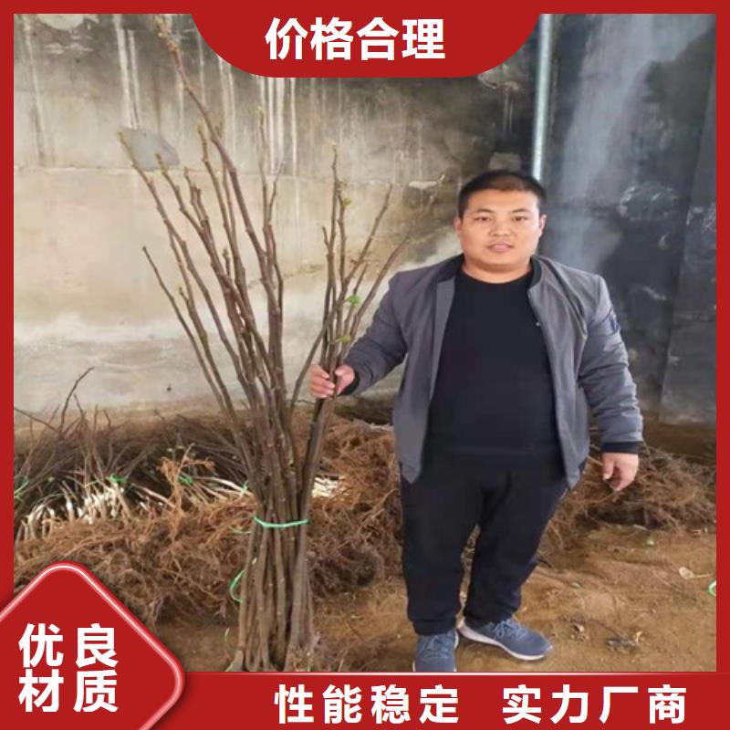 无花果,山楂苗实力厂家附近经销商