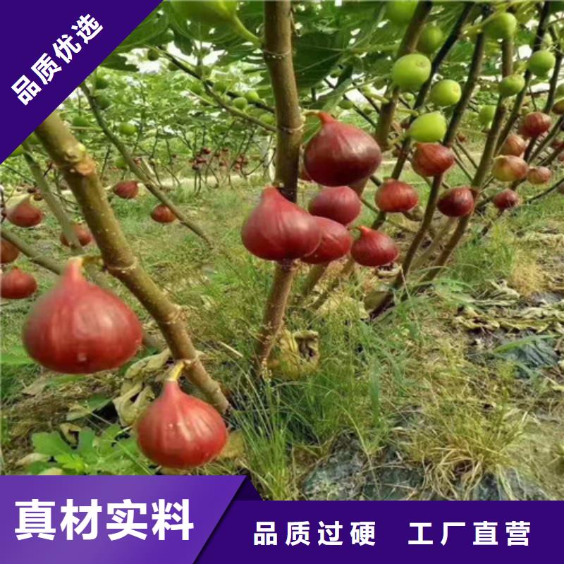 【无花果大金星山楂苗现货供应】源头厂家量大价优