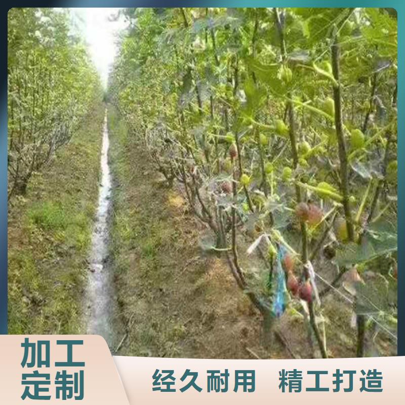 无花果-核桃苗价格透明满足您多种采购需求