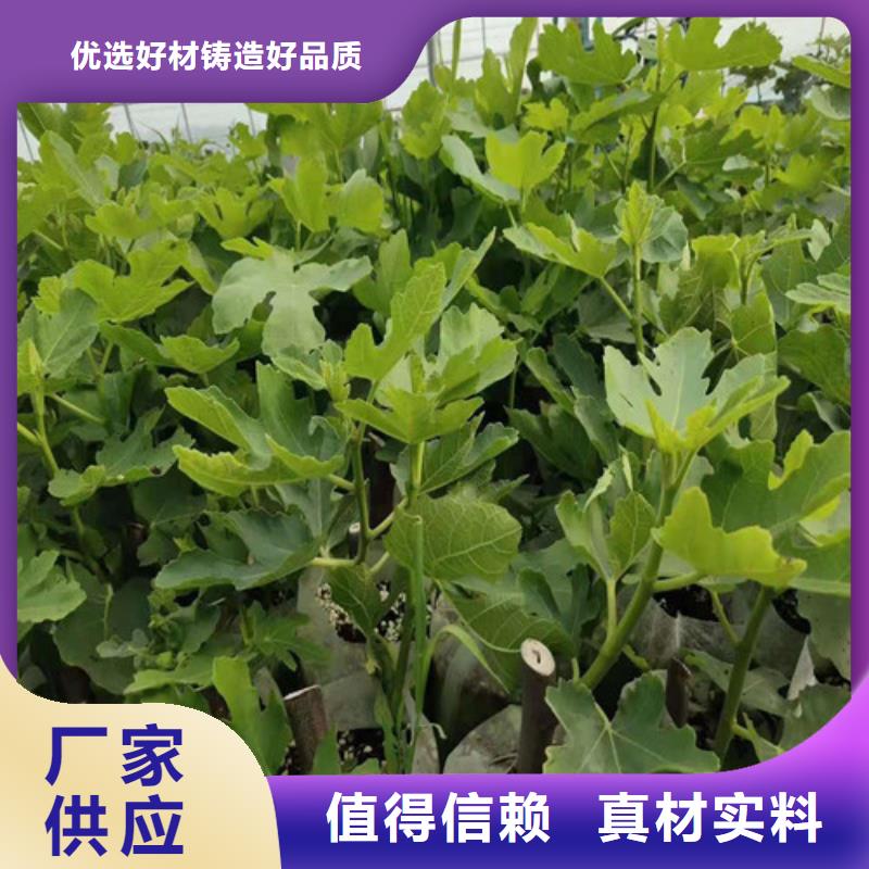 无花果嘎啦苹果苗诚信商家服务热情产地源头好货