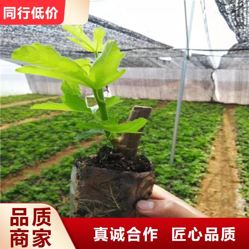 无花果_红耔山楂苗款式多样多年厂家可靠