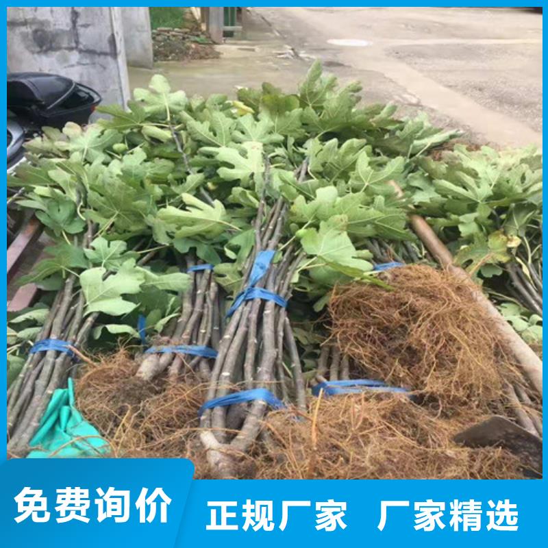 【无花果】大棚草莓苗实体诚信经营产品性能