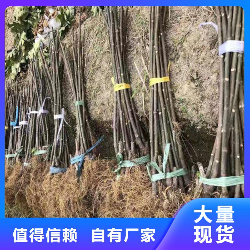 无花果烟福8苹果苗品质好才是硬道理老客户钟爱