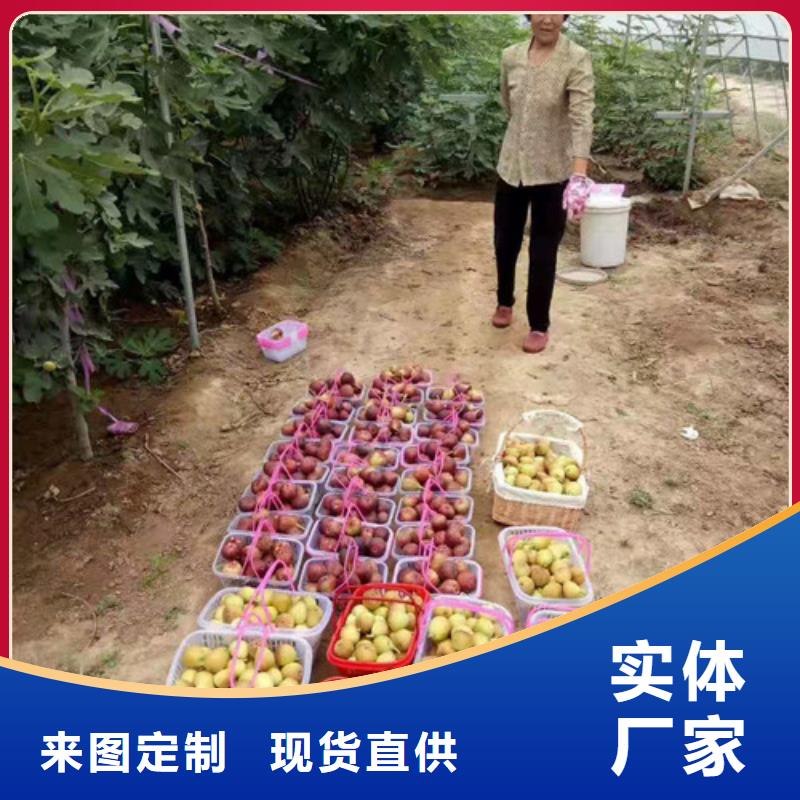 【无花果】翠冠梨苗专注生产制造多年细节严格凸显品质