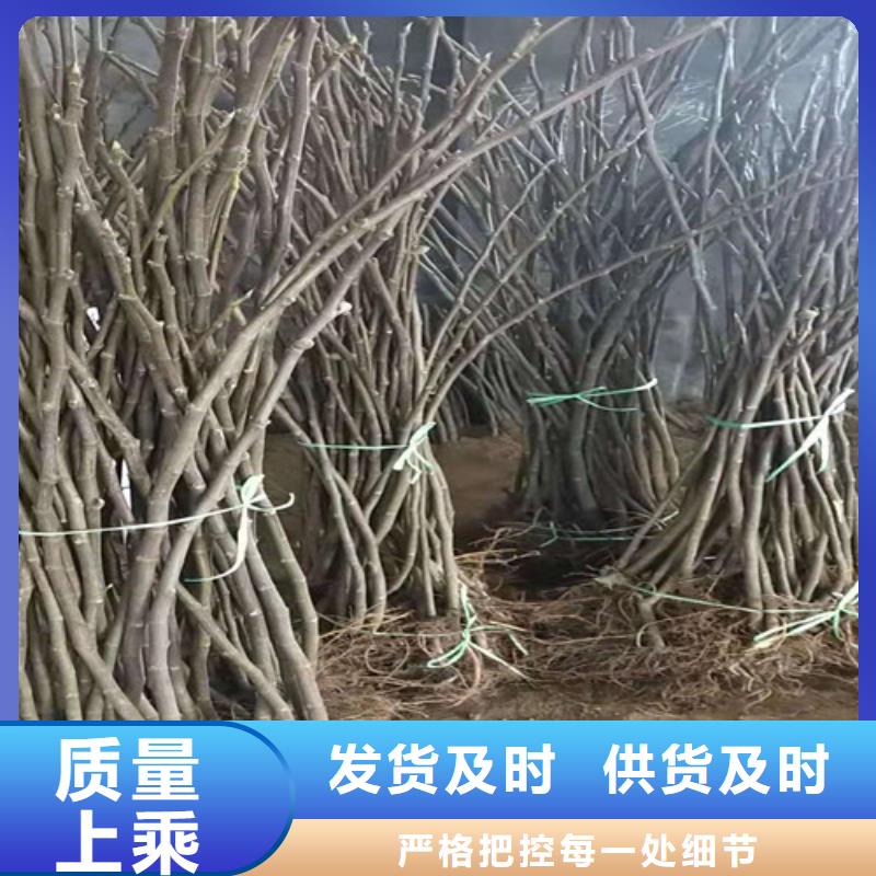 无花果【红耔山楂苗】厂诚信经营定金锁价