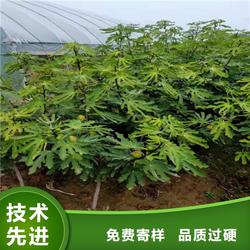 无花果梨树苗厂家直销安全放心0中间商差价