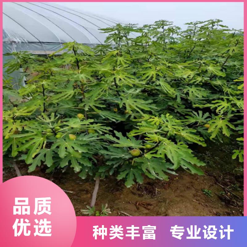 无花果核桃苗自有生产工厂专业供货品质管控