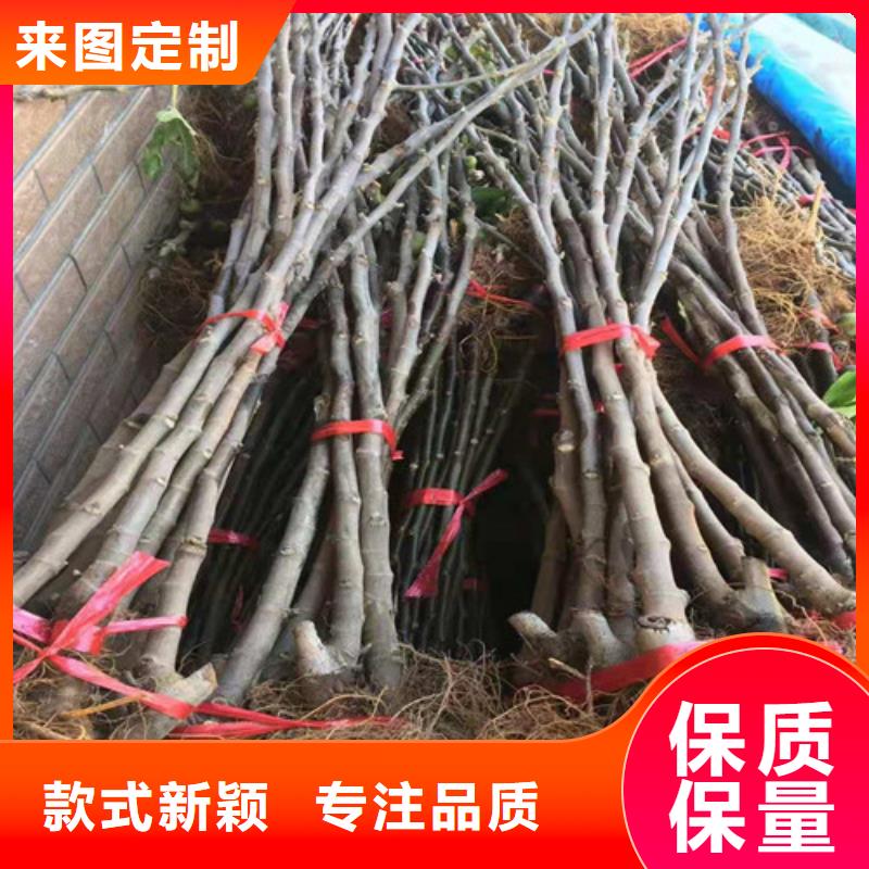 无花果-大棚草莓苗闪电发货同城经销商