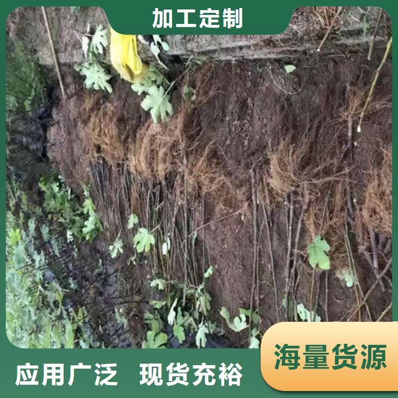 无花果葡萄苗好品质经得住考验实体厂家