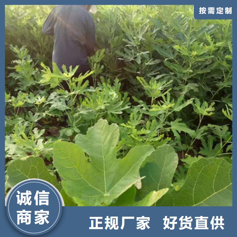 无花果海棠盆景苗用心制造欢迎新老客户垂询