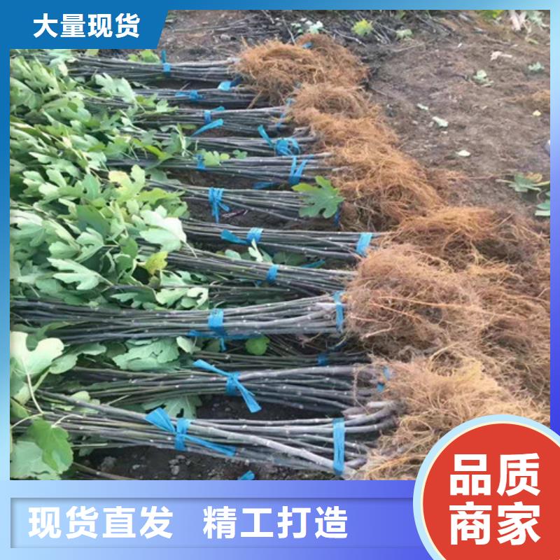 无花果草莓苗24小时下单发货海量现货