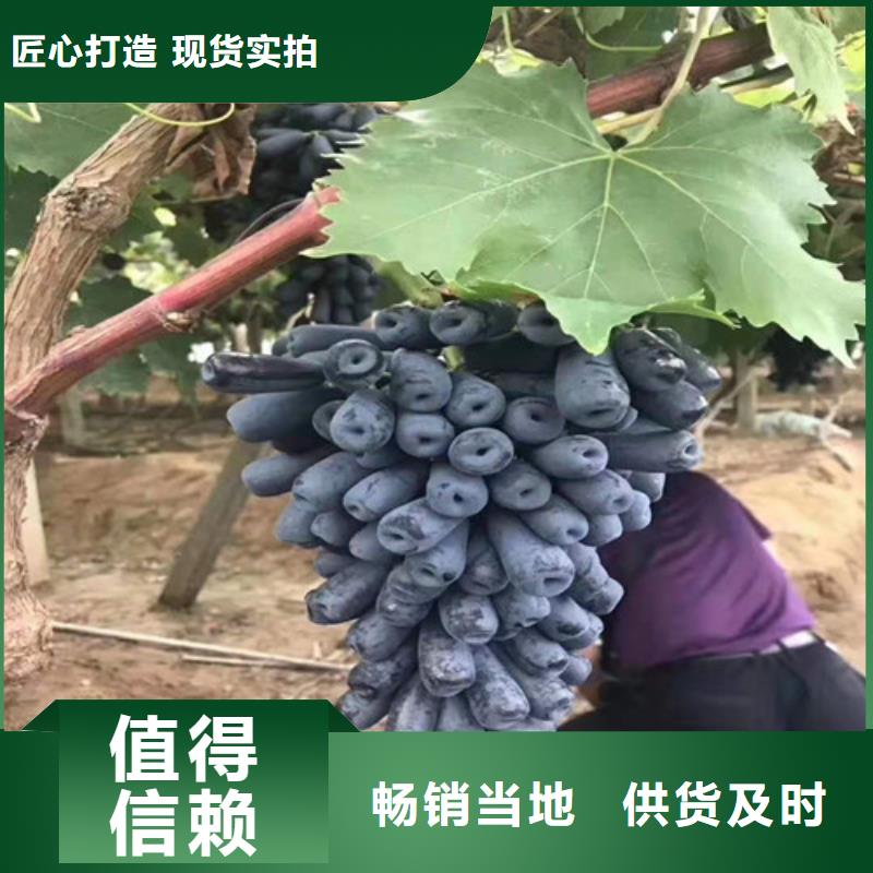 葡萄苹果苗库存充足源头厂家量大价优