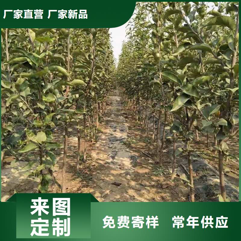 梨_【毛桃苗】工程施工案例应用范围广泛