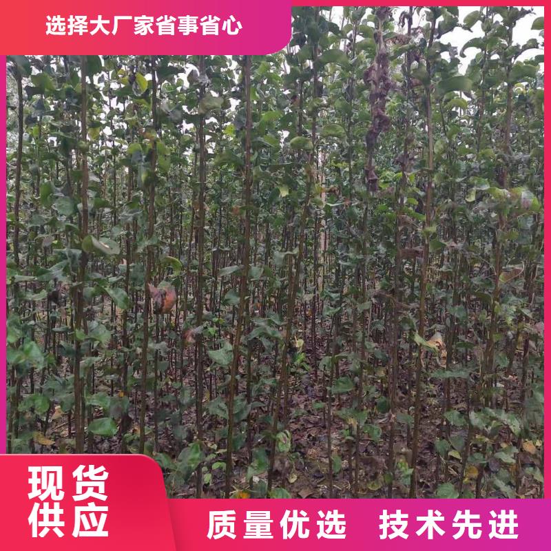 梨-梨树苗基地质量层层把关当地货源