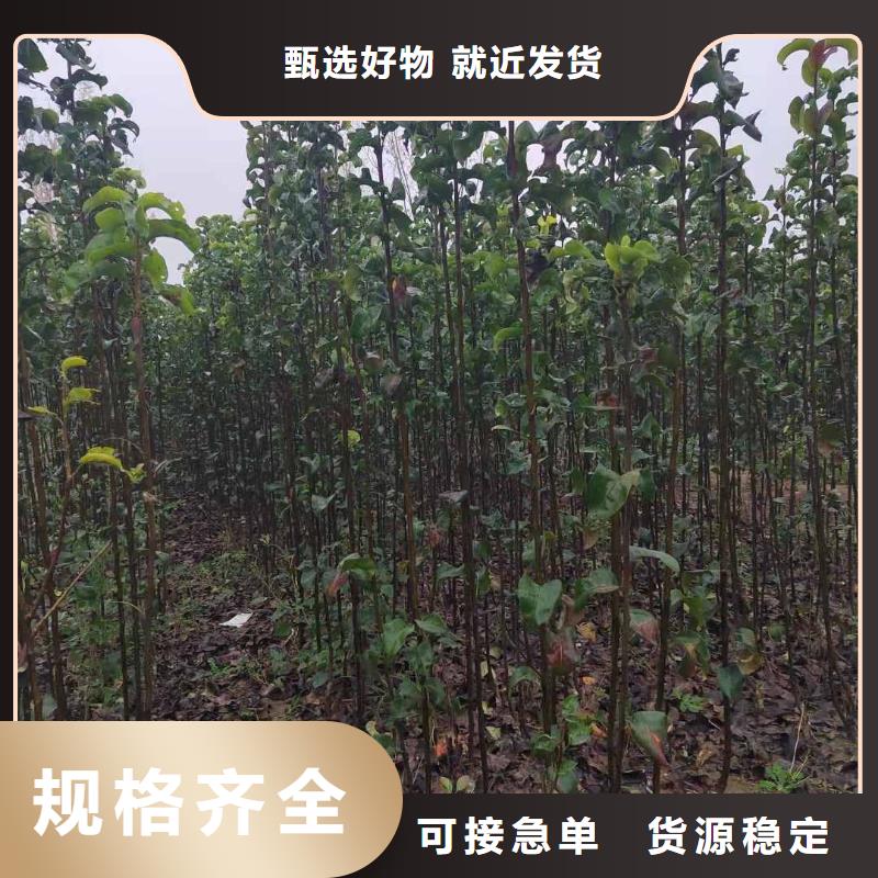 【梨奥红全红梨树苗客户好评】优质货源