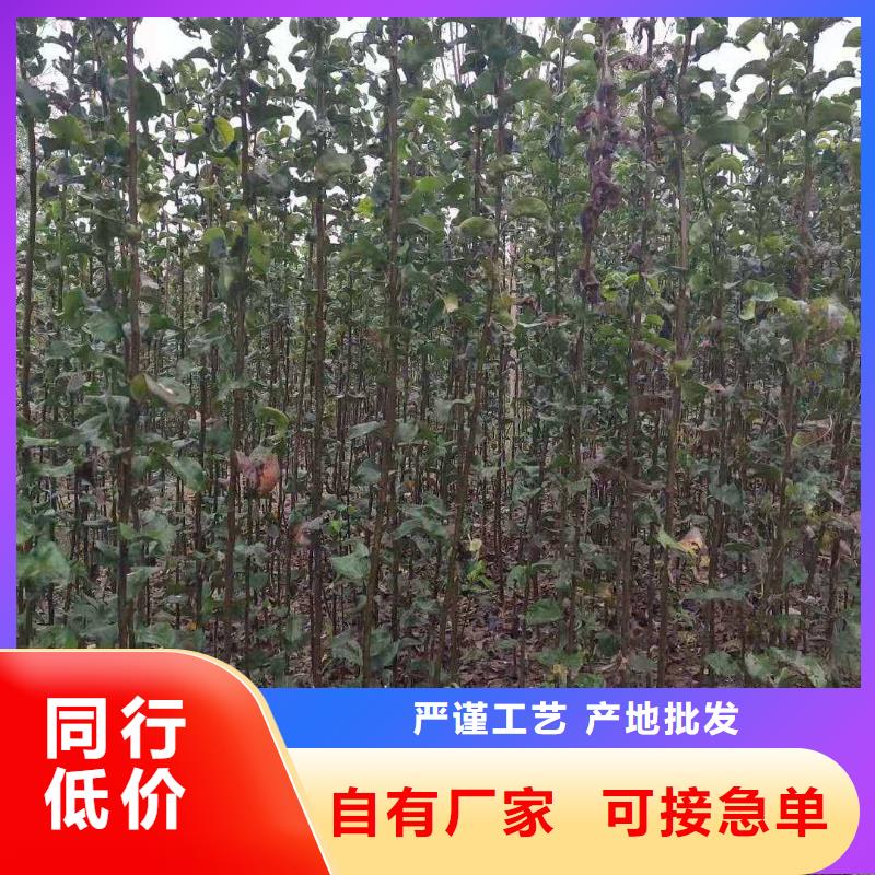 梨【梨树苗基地】多种场景适用加工定制