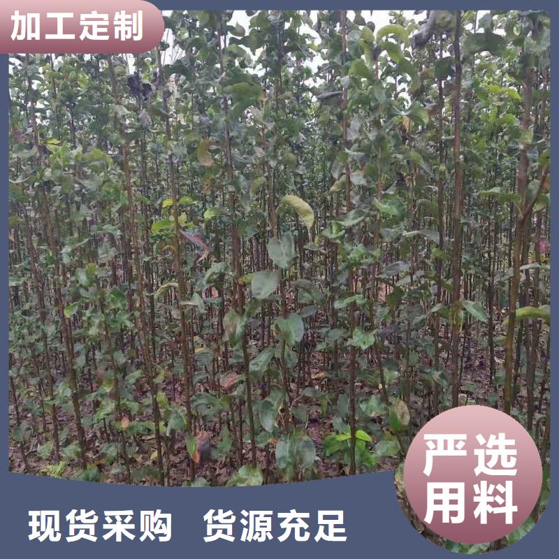 梨梨树苗基地精工制作安心购