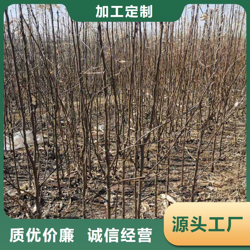 梨,梨树苗基地工程施工案例质量三包