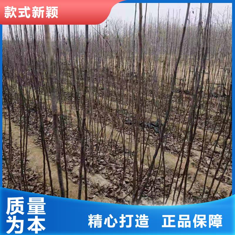 梨,梨树苗基地以质量求生存精选好货