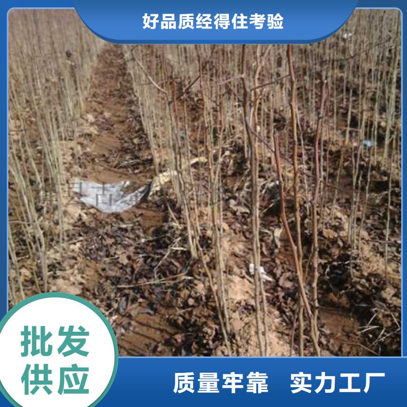 【杜梨秋月梨树苗价格地道】附近生产商