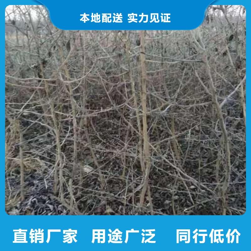 杜梨,山桃苗敢与同行比质量当地货源