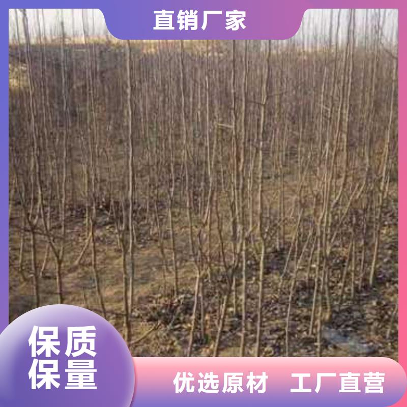 杜梨山桃苗匠心工艺快速物流发货