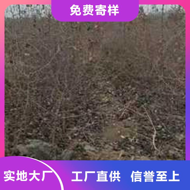 杜梨皇冠梨树苗工厂直营本地公司