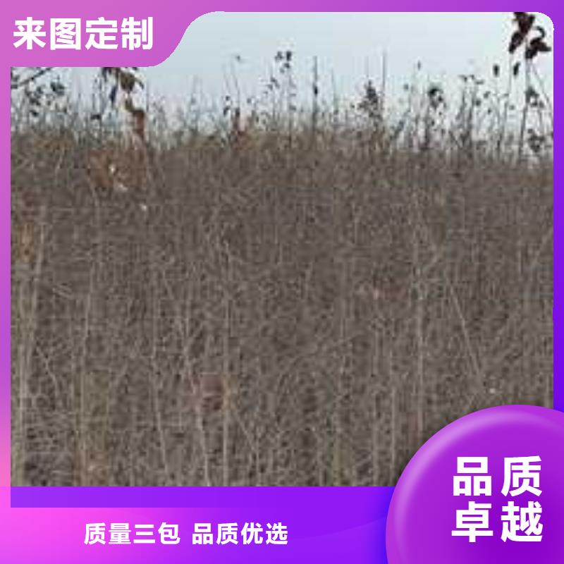 【杜梨】梨树苗基地货源稳定同城生产商