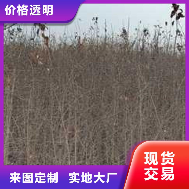 杜梨【山桃苗】生产厂家颜色尺寸款式定制