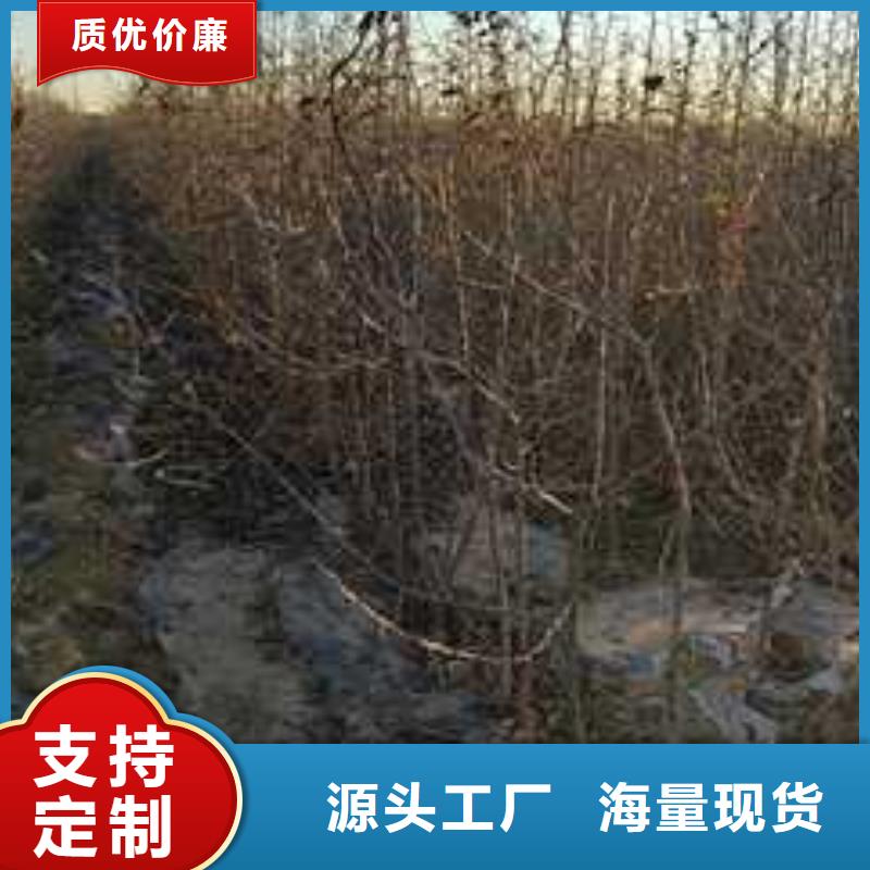 【杜梨奥红全红梨树苗拒绝伪劣产品】当地经销商