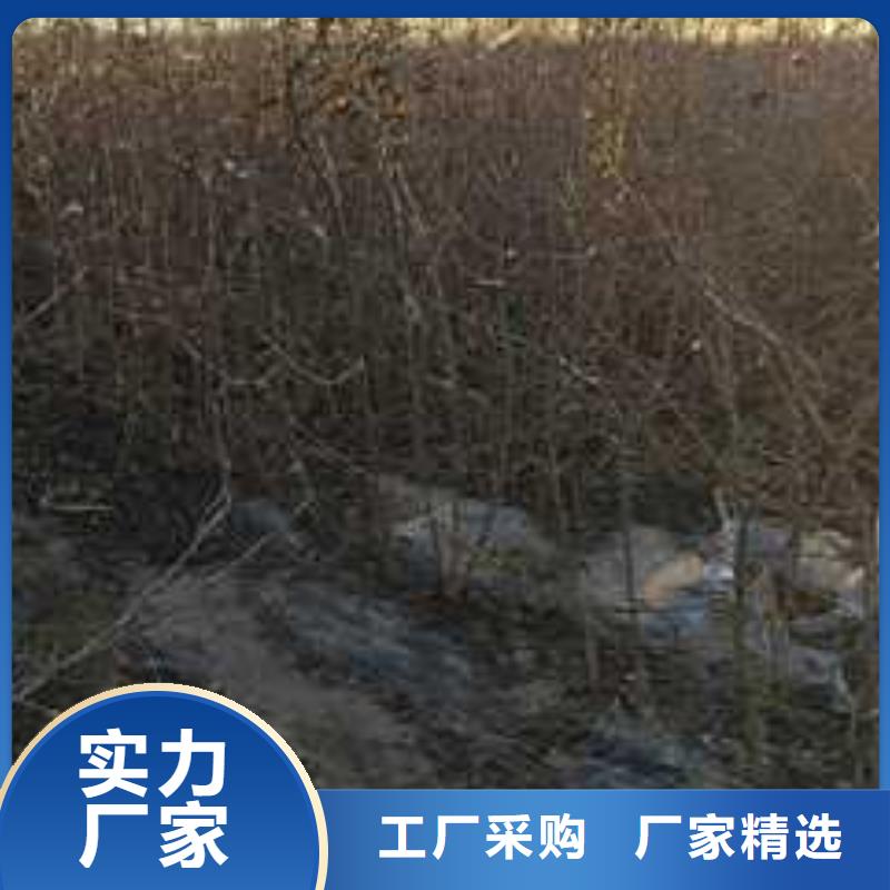 杜梨梨树苗基地无中间商厂家直销匠心工艺