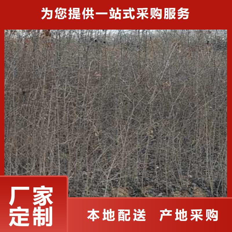 【杜梨梨树苗基地正规厂家】严格把控质量