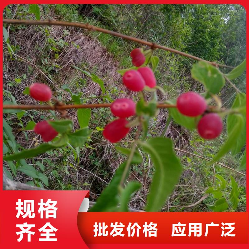 杈杷果_苹果苗快速发货本地生产厂家