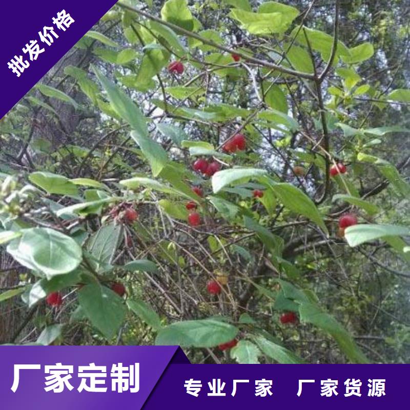 杈杷果【葡萄苗】现货满足大量采购加工定制