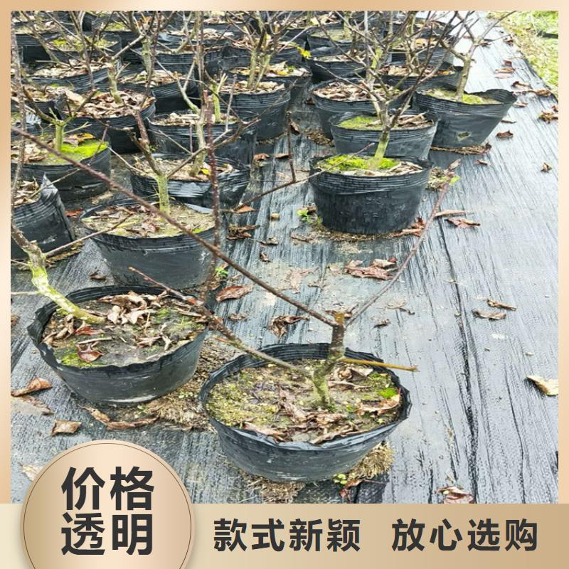 北美冬青_樱桃苗实体厂家大量现货欢迎来电询价