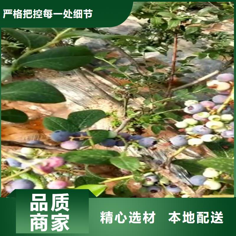 蓝莓苗黄瓜苗实力商家推荐大量现货供应