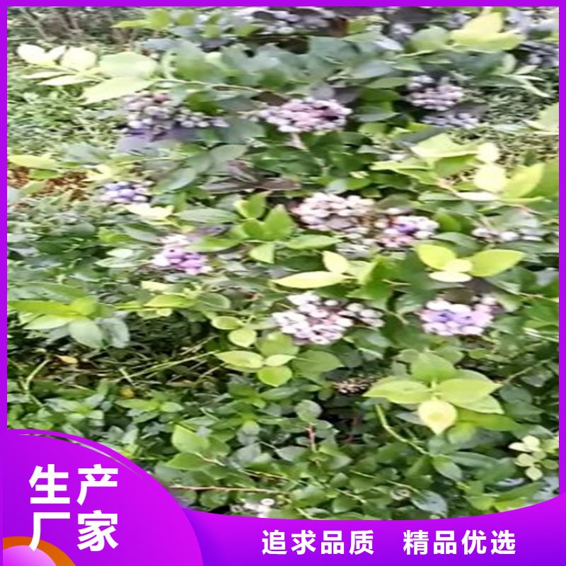 蓝莓苗-杏树苗敢与同行比价格本地公司