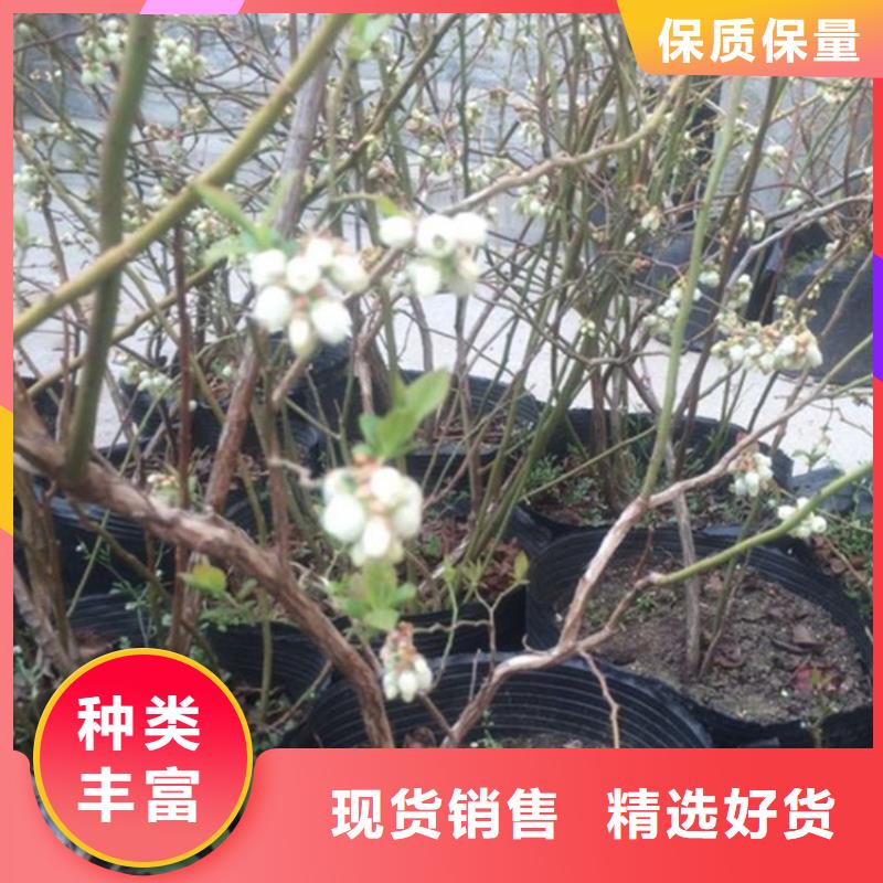 蓝莓苗苹果苗实体诚信经营打造好品质