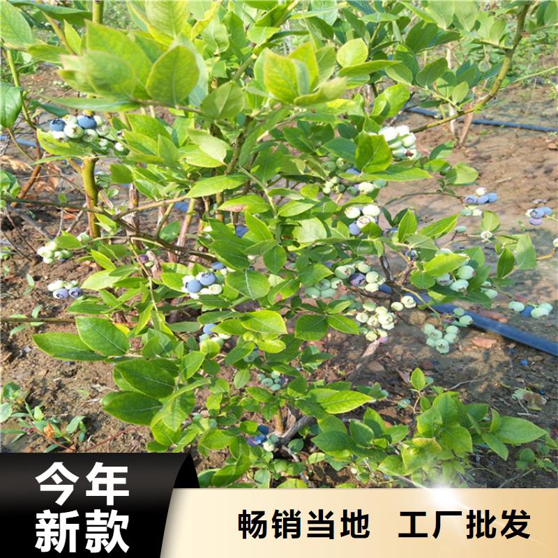 蓝莓苗石榴树苗品质值得信赖同城货源