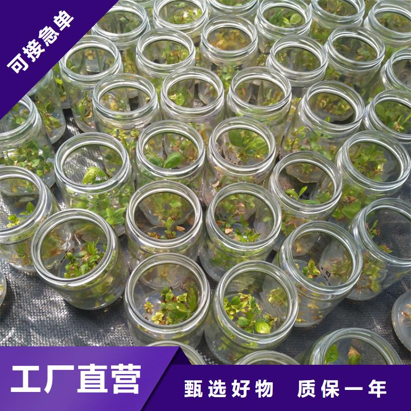 蓝莓苗桃树苗工厂采购源头把关放心选购