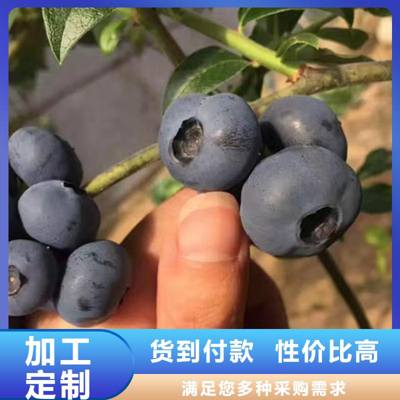 蓝莓苗【苹果苗】厂家实力大放心选购