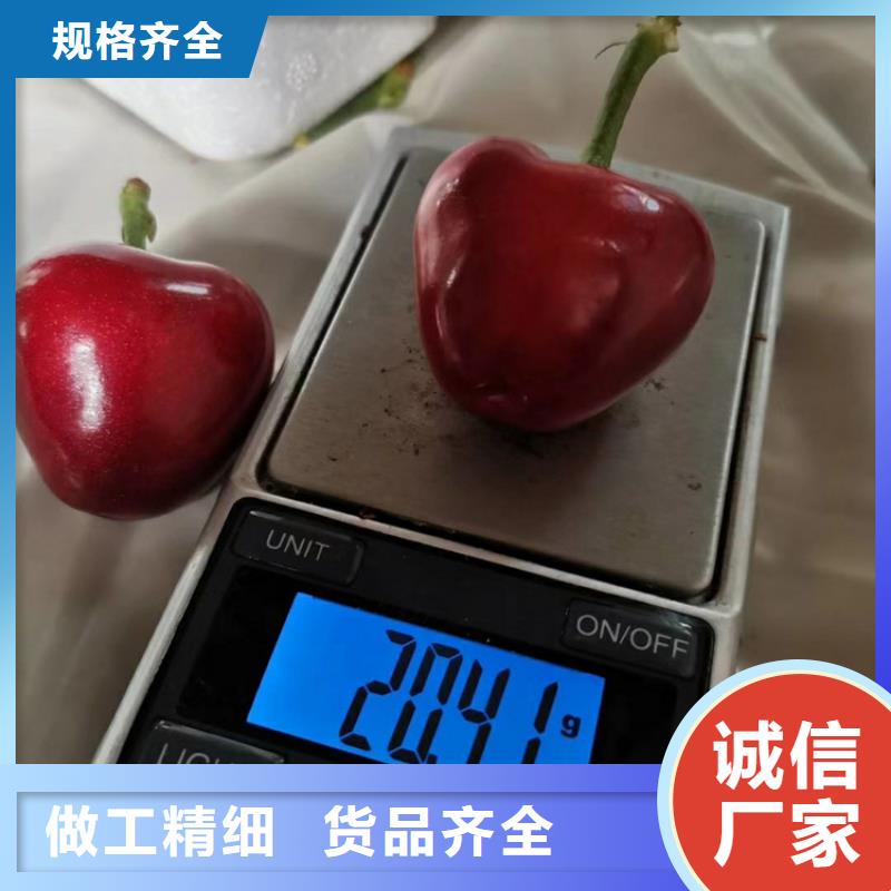 樱桃樱桃苗优选厂商质量为本