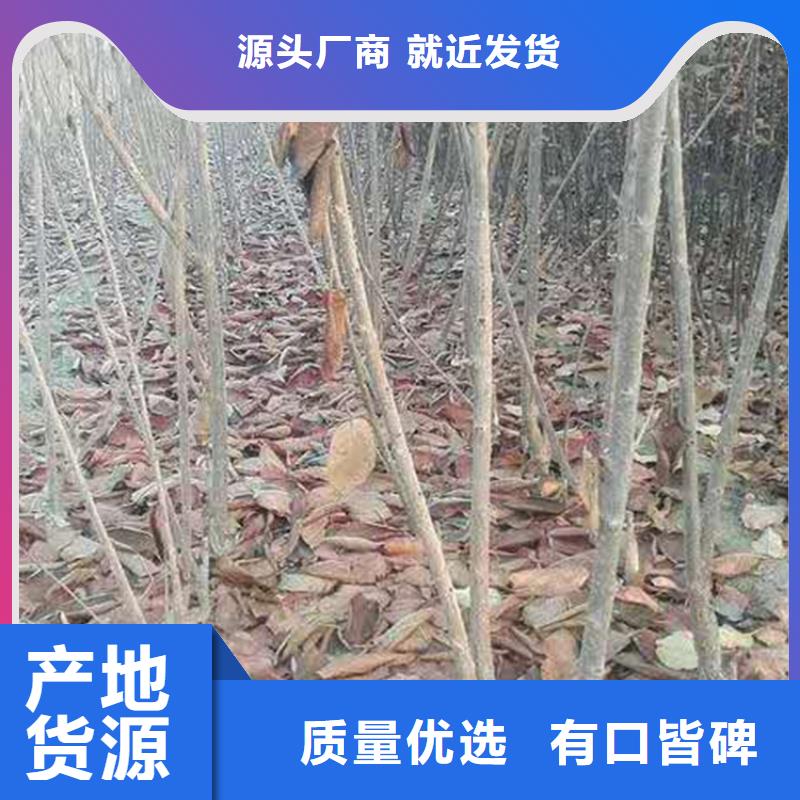 樱桃-【草莓苗】源头厂家丰富的行业经验